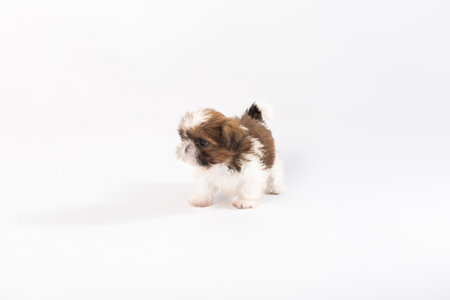 One funny shih-tzu puppy isolated on white backgroundの写真素材