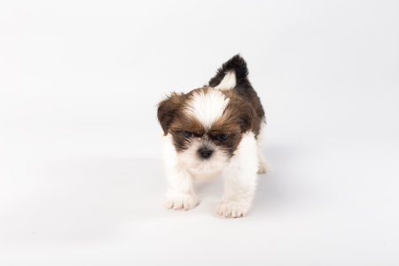 One funny shih-tzu puppy isolated on white backgroundの写真素材