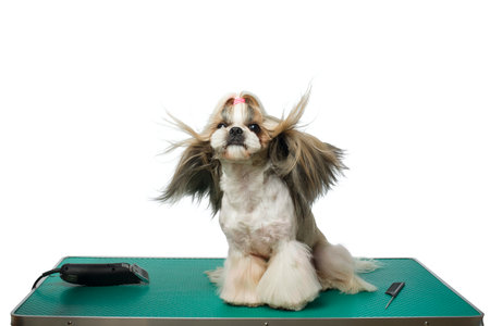 Beautiful shih-tzu dog at the groomer table with comb and razor with wind in it's hair - isolated on whiteの写真素材