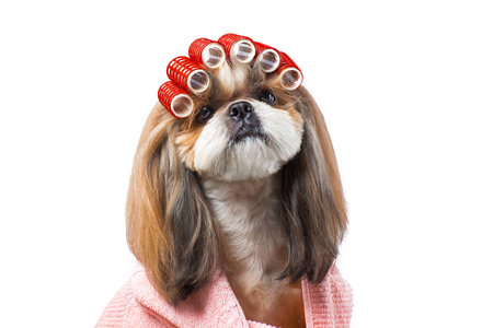 Beautiful funny shih-tzu dog at the groomer's table in the studio preparing for the dog show -...