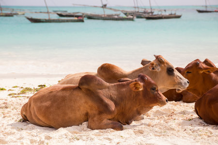 African cows are resting on the beach - Zanzibar, Nungwi.の写真素材