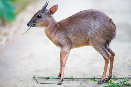 Little royal antelope neotragus pygmaeus in the natural wildlife. Baby deer.の写真素材