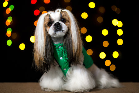Beautiful shih-tzu dog in the green jacket and bokeh. Best fashion style of the professional groomer care.の写真素材