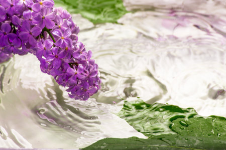 Blossom Lilac flowers with the water and under the drops of the spring rain. Abstract background.