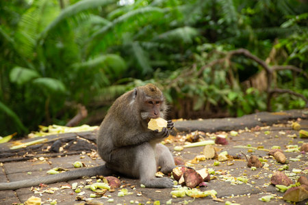 Funny macaque monkeys in the Monkey-forest - travel nature photo. Ubud, Bali, Indonesia