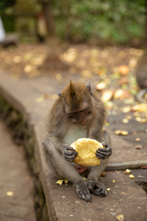 Funny macaque monkeys in the Monkey-forest - travel nature photo. Ubud, Bali, Indonesiaの写真素材