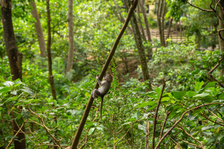 Funny macaque monkeys in the Monkey-forest - travel nature photo. Ubud, Bali, Indonesia