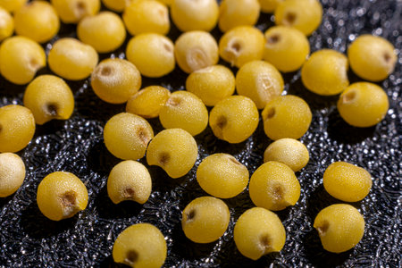 Millet porridge uncooked yellow grains - diabetic Indian food. Detailed super macro photo.の写真素材