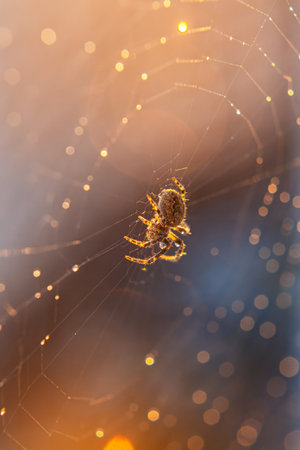 Macro photo of spider on cobweb with water drops and bokeh on the threads  after the rain in the lights of Sunset - abstract backgroundの写真素材