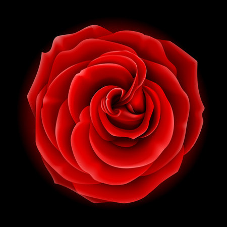 Beautiful vector red rose, symbol of love and passionのイラスト素材