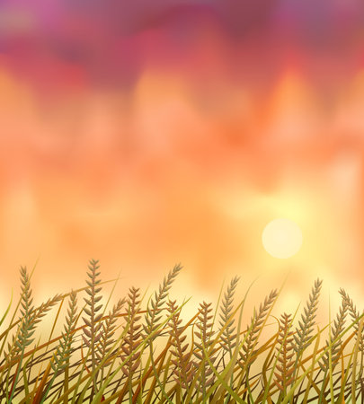 Wild crops field at sunsetのイラスト素材