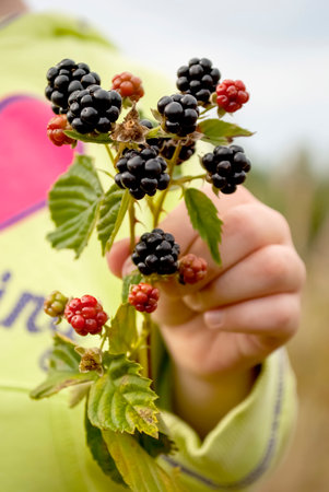 A branch of fresh blackberries in a handの写真素材