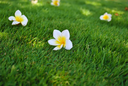 Plumeria frangipani flowers on the grass backgroundの写真素材