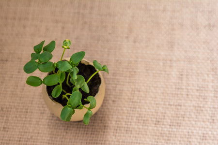 The sprouts plant grows from the egg. Earth day. Ecology. Birthdayの写真素材