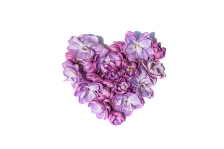 Lilac flowers heart isolated on a white backgroundの写真素材