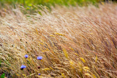 Dry grassland on suuny day. Nature backgroundの写真素材