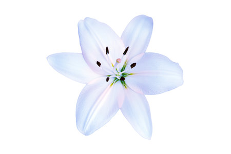 Blue lily isolated on a white background.の写真素材