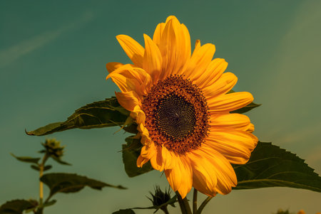 Blooming sunflower. Seasonal nature background. Vintage effectの写真素材