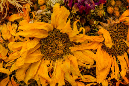 Closeup on dried sunflower petals. Copy spaceの写真素材