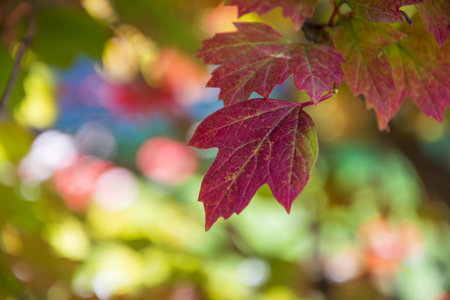 Autumnal bright leaves nature background. Shallow depth of fieldの写真素材
