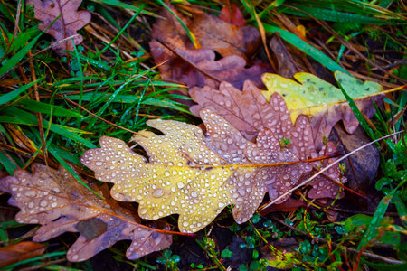 Oak leaf with dew drops in the grass. Autumn background. Shallow depth of fieldの写真素材