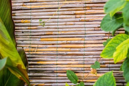 Bamboo texture with green leaves. Vacations tropical backgroundの写真素材