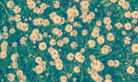 Daisy flower blossom. Greeting card background. Vintage soft toned effectの写真素材