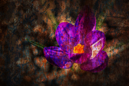 Crocus flower with grunge old metal texture. Vintage greeting cardの写真素材