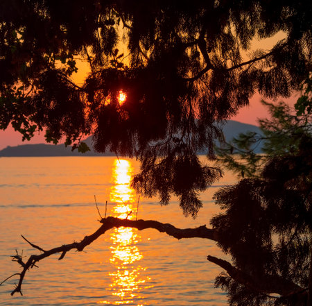 Dramatic sunset over the sea and pine branchs. Nature backgroundの写真素材