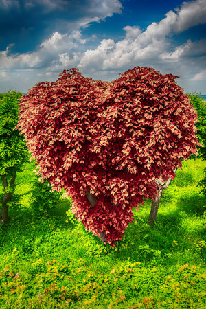 Heart shape tree of love with red leaves. Ecological concept. Greeting card backgroundの写真素材