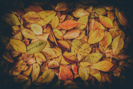 Autumn fall leaves background. Vintage dark toned effectの写真素材