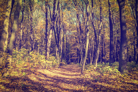 Autumn fall park or forest with golden leaves. Nature background. Vintage toned effectの写真素材