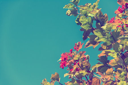 Autumnal guelder rose leaves and berries nature background. Vintage toned effectの写真素材
