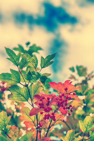 Autumnal guelder rose leaves and berries nature background. Vintage toned effectの写真素材