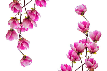 Magnolia flower blossom isolated on white background. Greeting card backgroundの写真素材