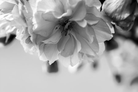 Sakura flower cherry blossom. Greeting card background. Vintage black and white. Shallow depthの写真素材