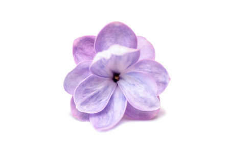 Lilac single flower isolated on a white backgroundの写真素材
