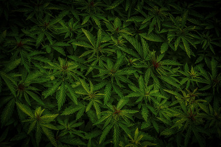 Cannabis marijuana leaf closeup background. Nature background. Low keyの写真素材