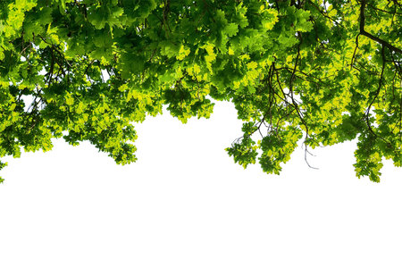Green oak branch leaves isolated on white background. Nature background.の写真素材