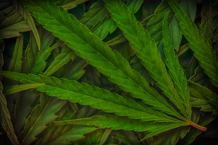 Cannabis marijuana leaf closeup background. Nature background. Low key. Vintage tonedの写真素材