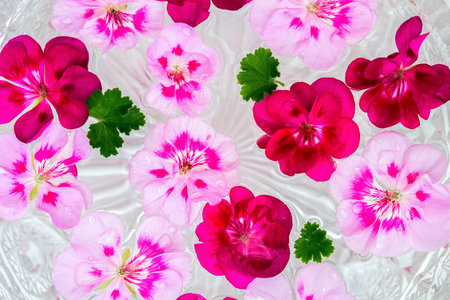 Pelargonium geranium flower on water background with drops