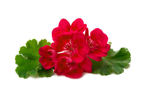 Pelargonium geranium flower isolated on white background