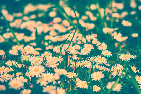Daisy flower blossom. Greeting card background. Vintage toned effectの写真素材