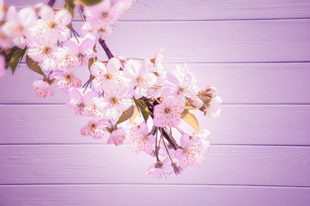 Sakura flower cherry blossom on wooden background. Greeting card template. Shallow depth. Soft tonedの写真素材