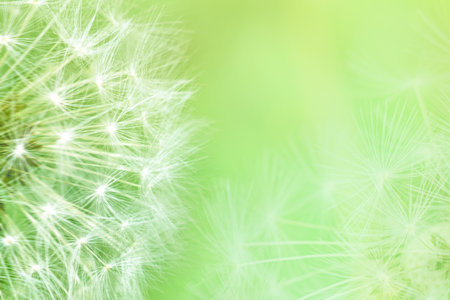 Dandelion seeds closeup blowing on light green background. Greeting card template. Soft toned. Copy spaceの写真素材