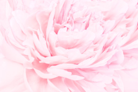 Peony flowers blossom delicate blured frame. Shallow depth. Greeting card background. Floral template. Soft pastel toned.の写真素材