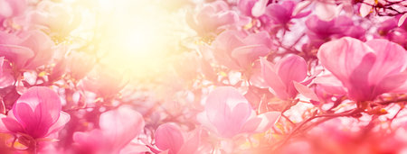 Blossoming of magnolia flowers in sun light backlit, shallow depth. Soft vintage toned. Greeting card template. Nature panorama background.の写真素材