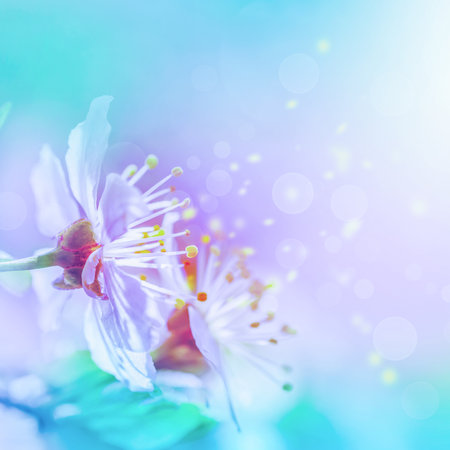 Beautiful cherry sakura flowers close-up on gentle soft blue and pink background. Greeting card floral template. Soft toned. Shallow depth. Spring nature.の写真素材
