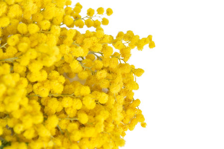 Beautiful mimosa flower twig bloom isolated on white background. Greeting card template. Shallow depth. Copy space. Spring nature.の写真素材