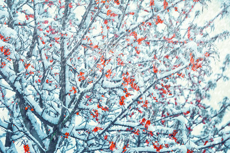 Beautiful frozen sea-buckthorn tree branch in snow storm. Nature winter background. Soft focus....